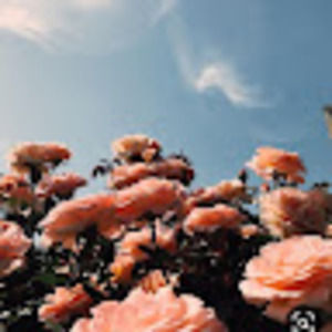 Meet your Posher, Elif